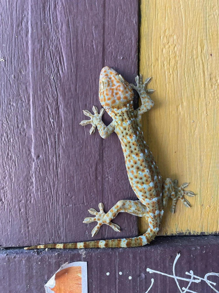 Tokay Gecko