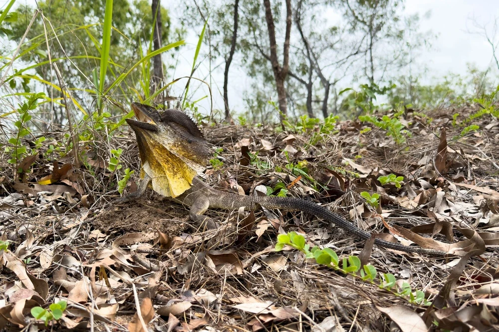 Frilled Lizard