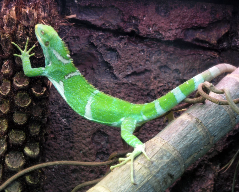 Fiji crested iguana