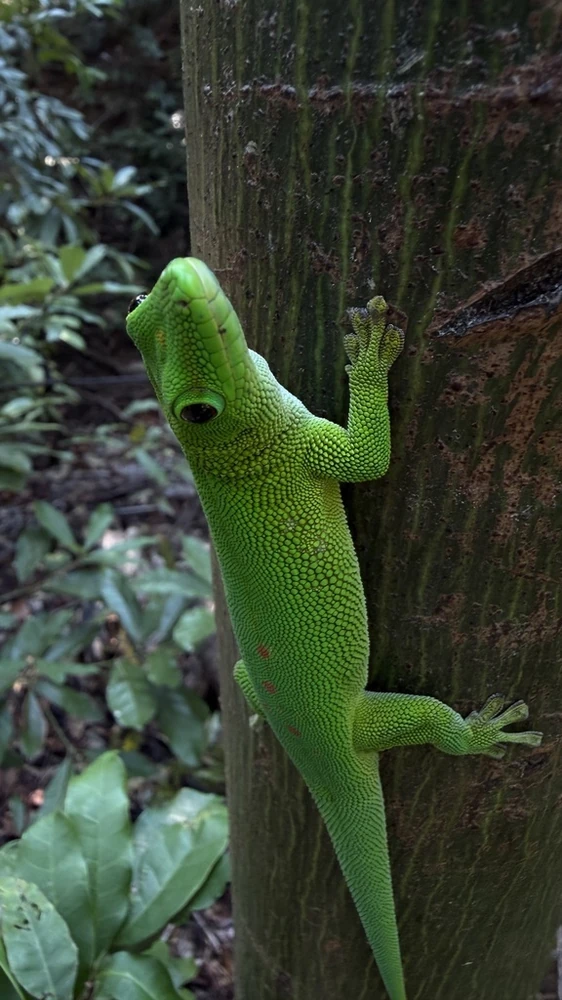 Madagascar Giant Day Gecko