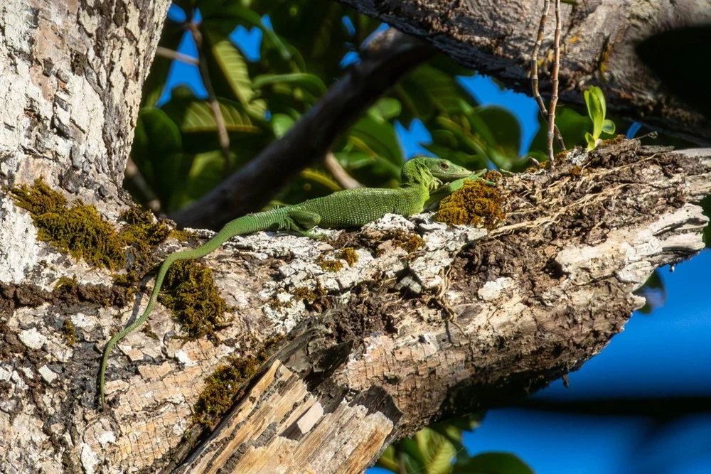 Emerald Tree Monitor