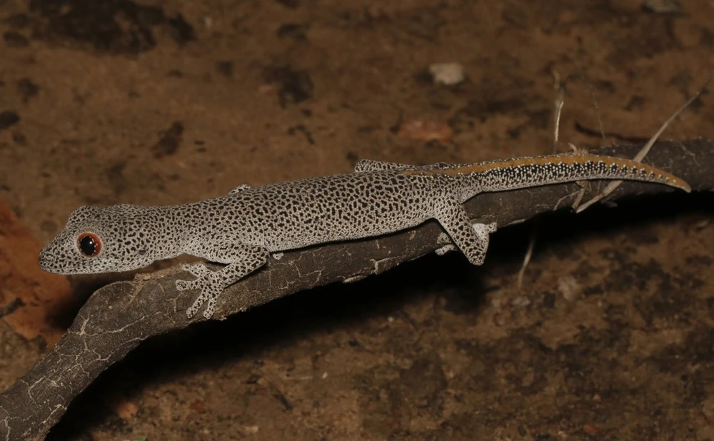 Golden-tailed gecko