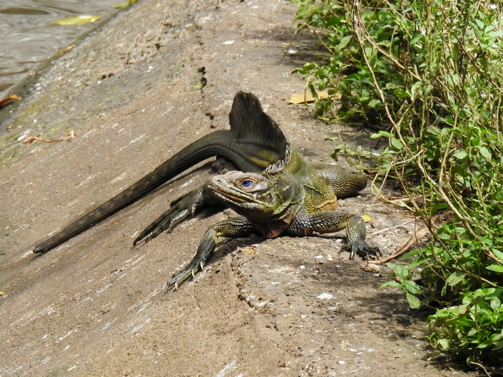 Philippine sailfin lizard