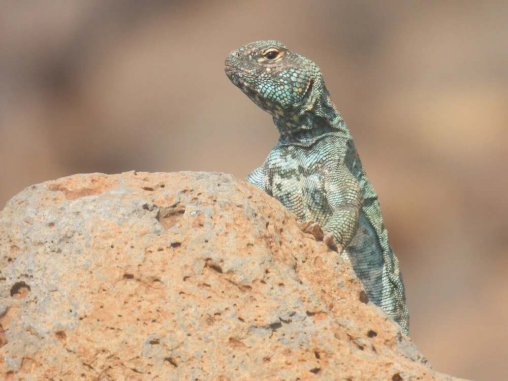 Ornate spiny-tailed lizard