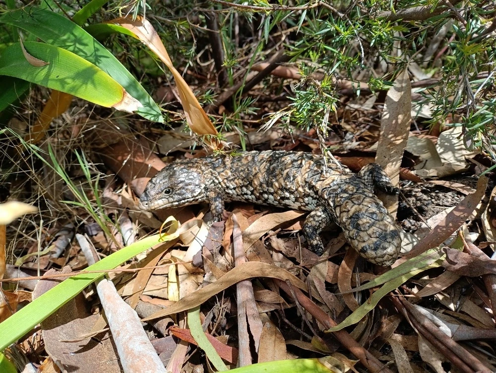 Shingleback