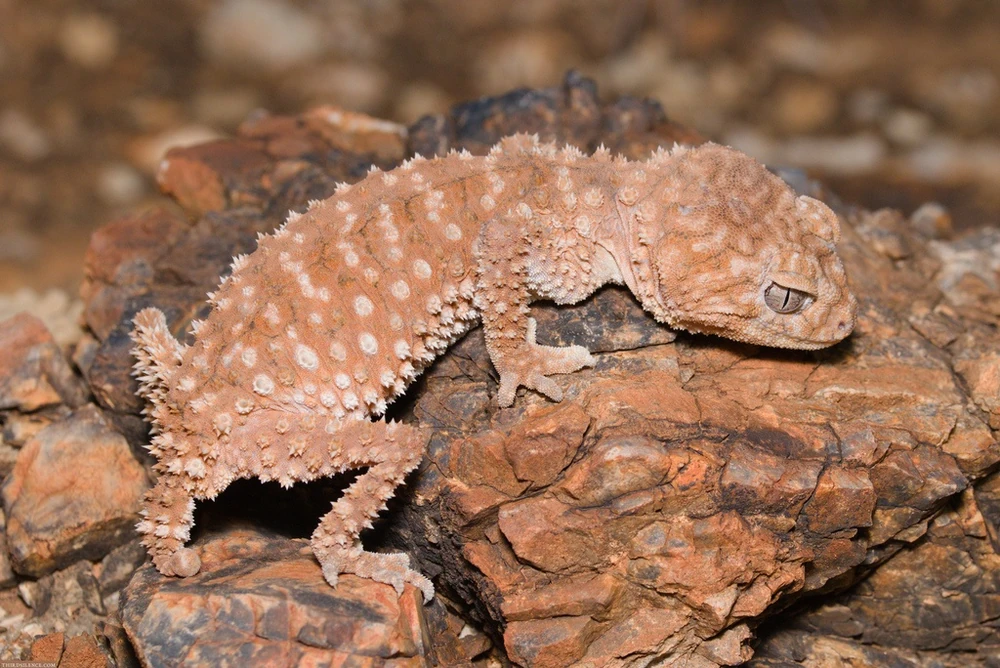 Centralian rough knob-tailed gecko