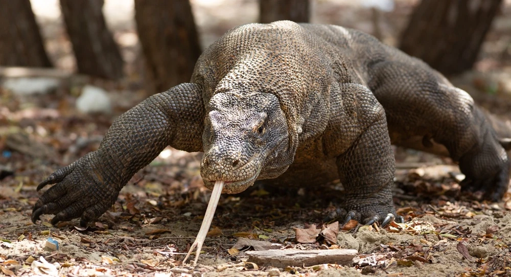 Komodo Dragon