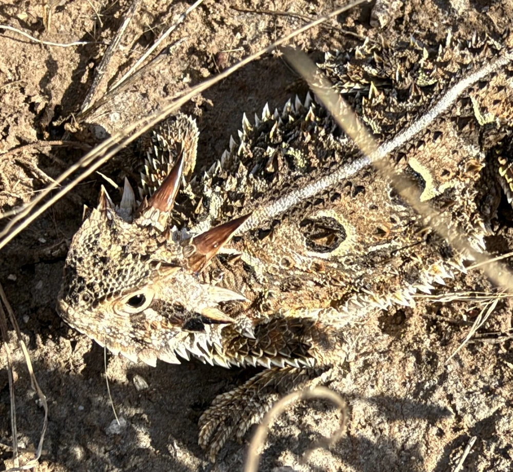 Texas Horned Lizard