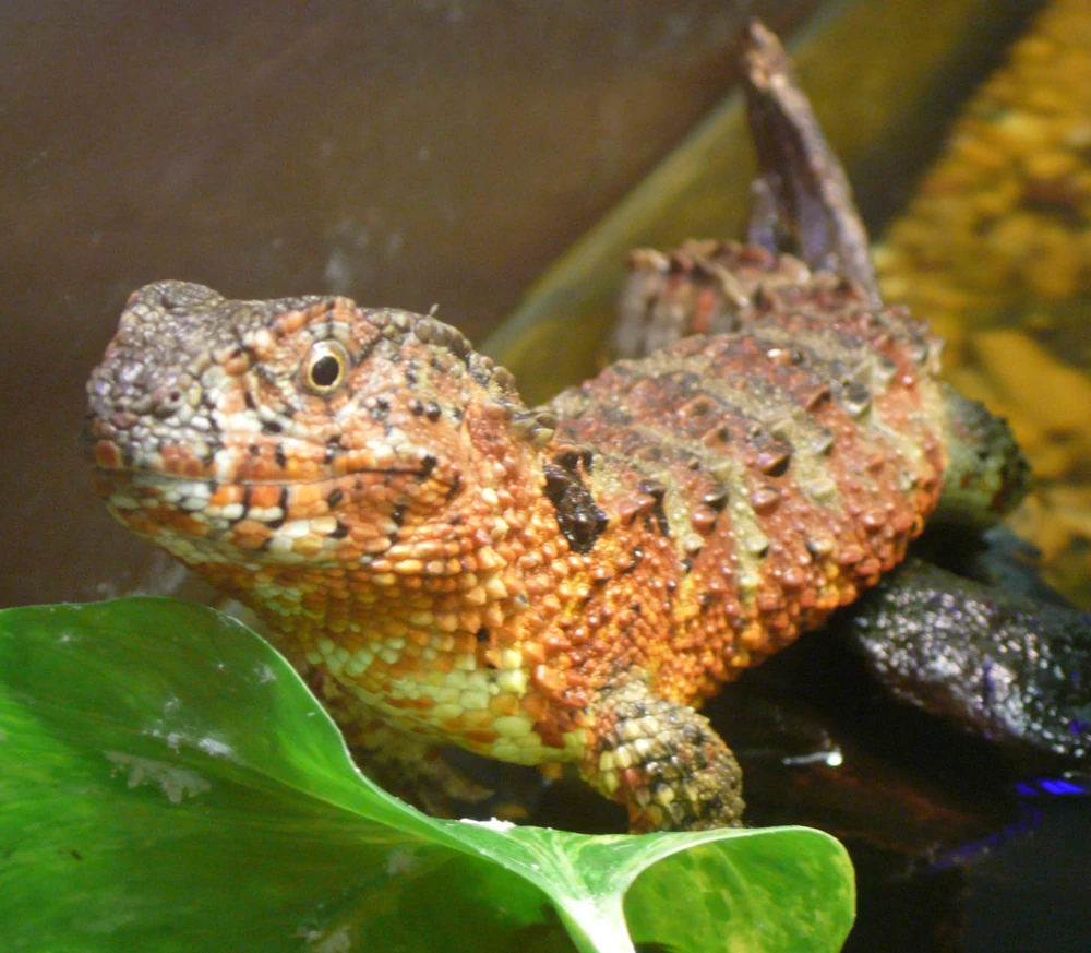 Chinese crocodile lizard