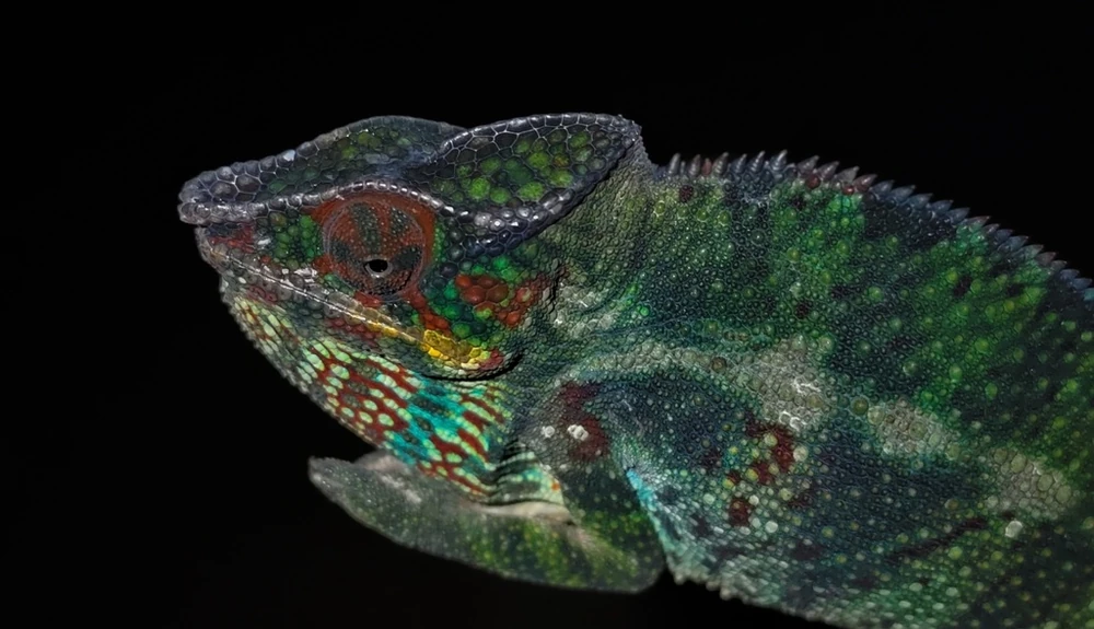 Panther Chameleon