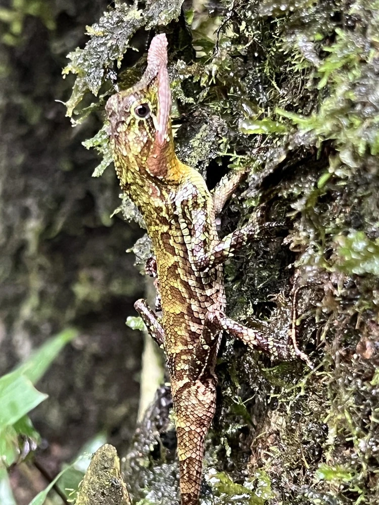 Leaf-nosed lizard