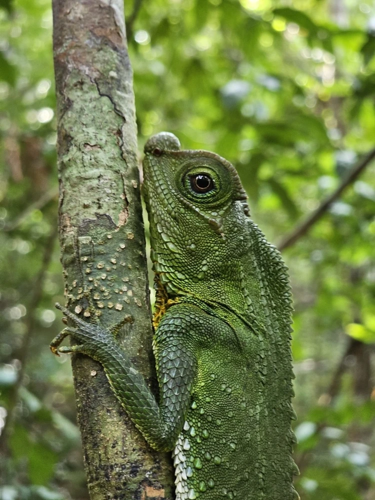 Hump-nosed lizard