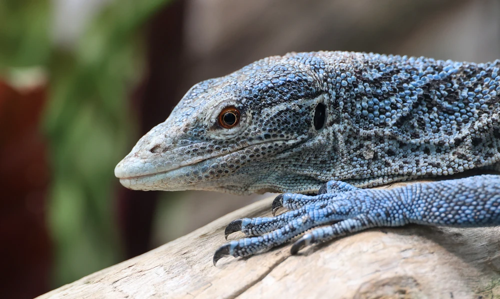Blue-spotted tree monitor