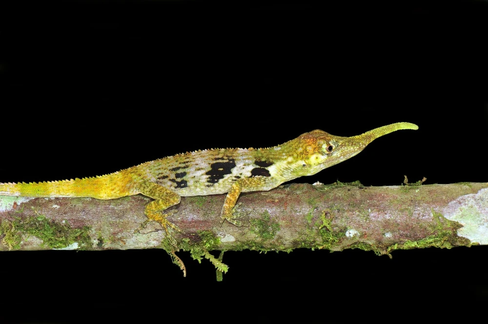 Proboscis anole