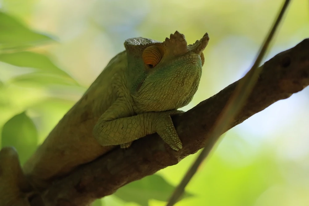 Parson's chameleon