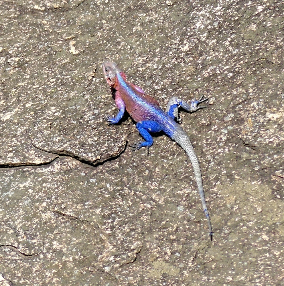 Mwanza flat-headed rock agama