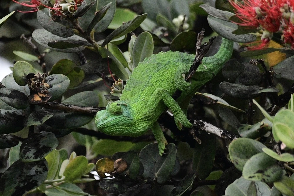 Jacksons Chameleon