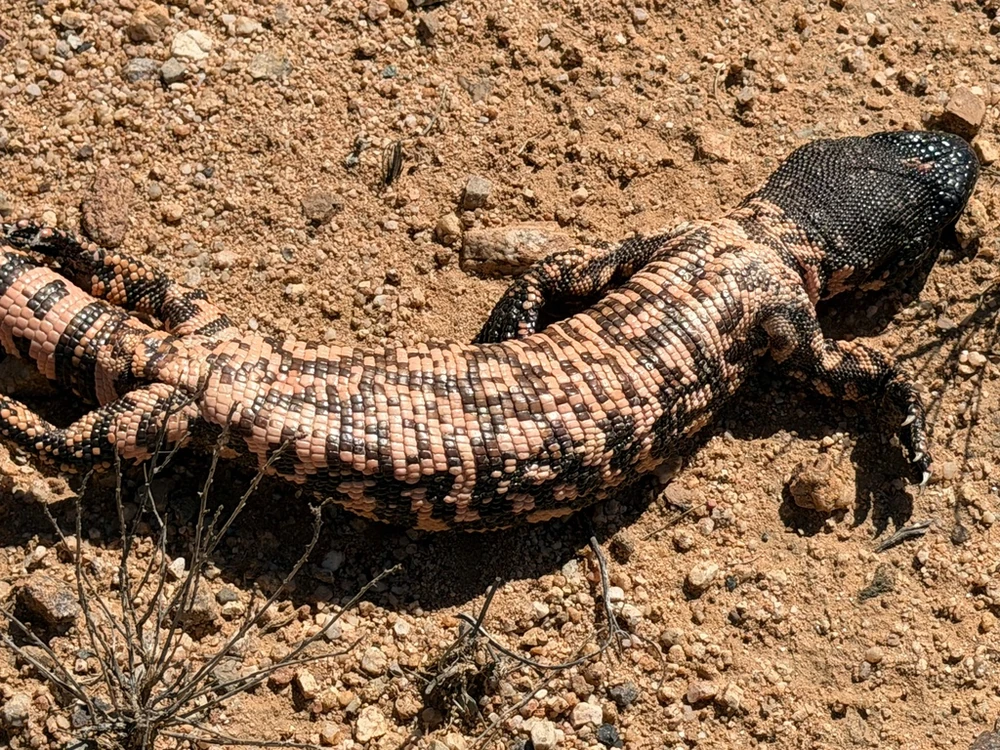 Gila Monster