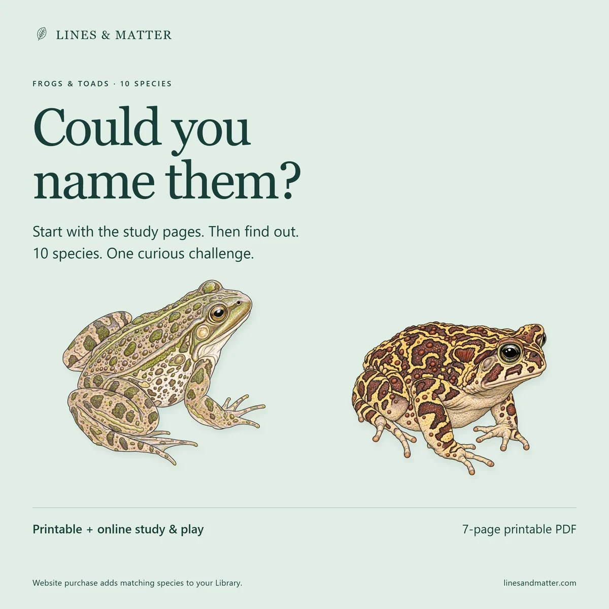 Frogs & Toads: Observe, study and try this edition’s identification challenge.