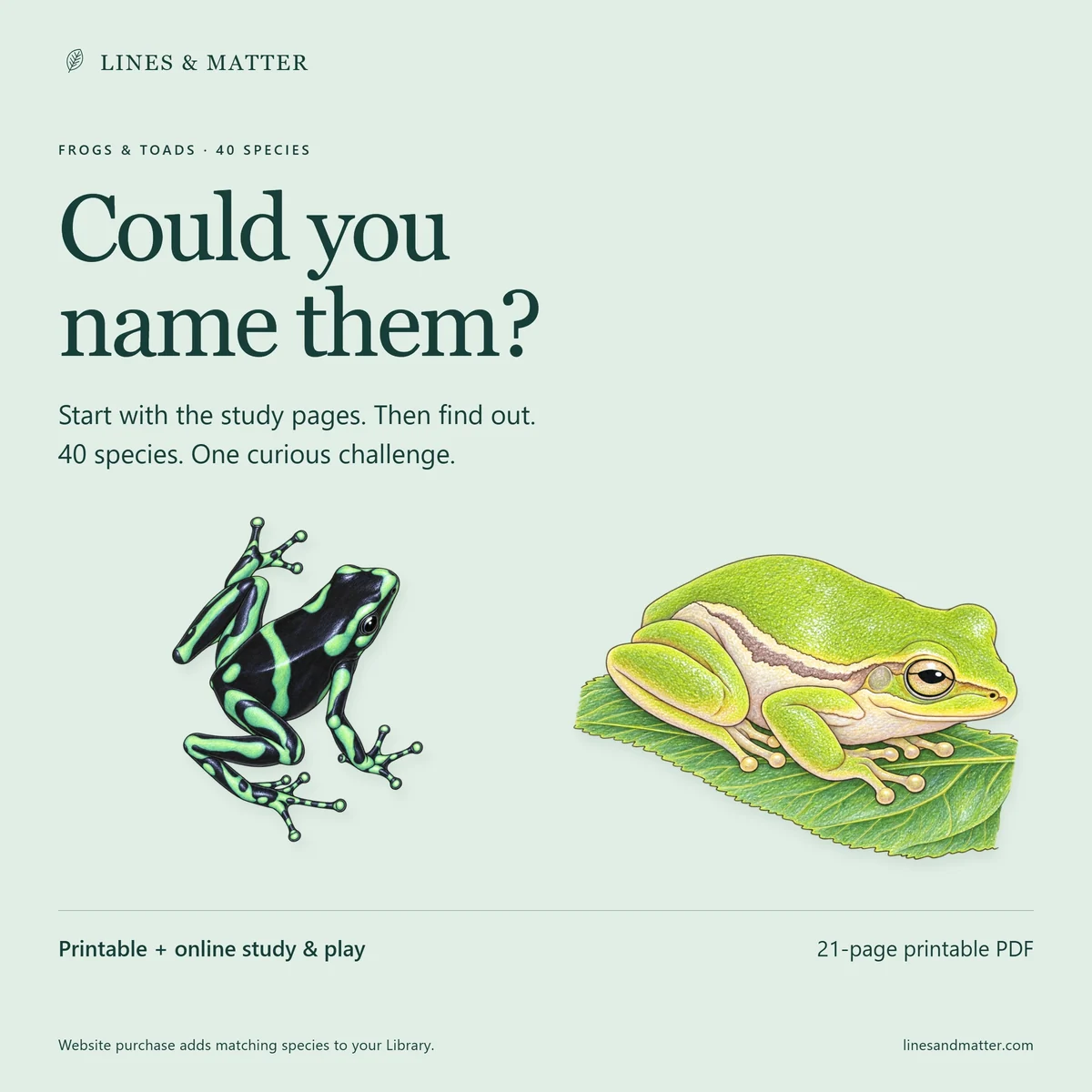 Frogs & Toads: Observe, study and try this edition’s identification challenge.