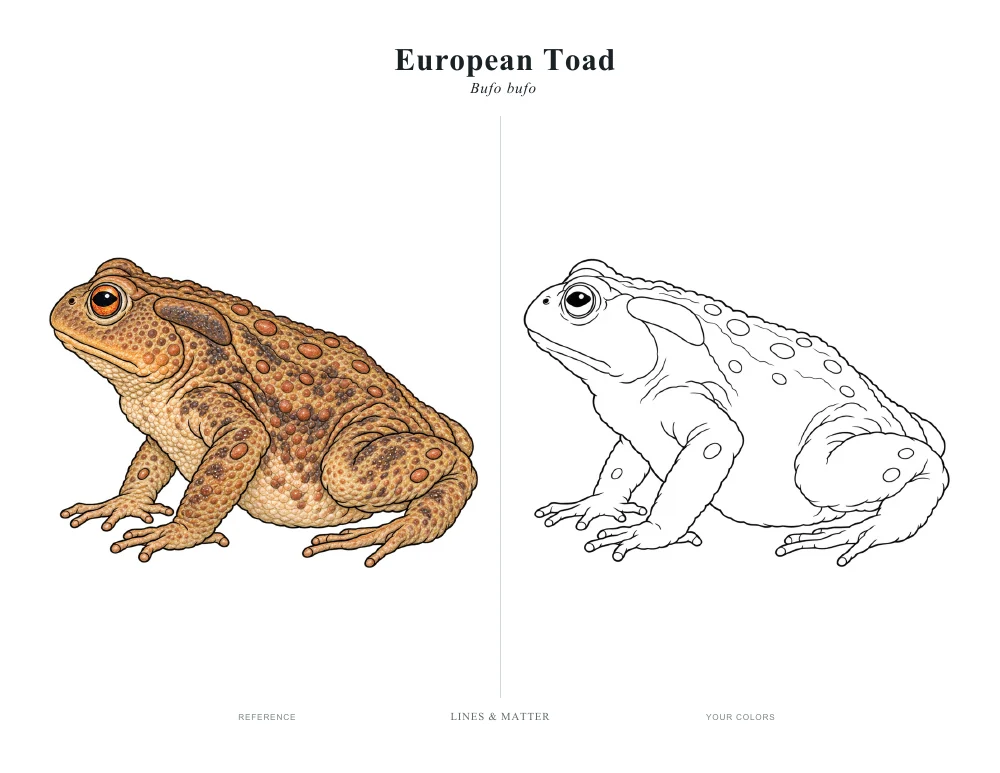 Frogs & Toads: The unchanged printable reference and matching outlines from this edition.