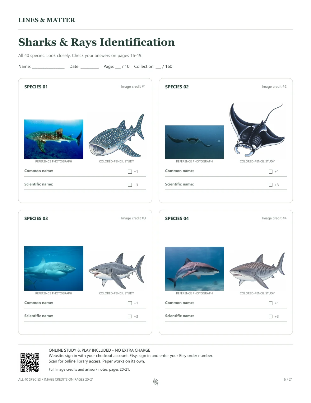 Sharks & Rays worksheet with paired photographs and illustrations of a whale shark, giant oceanic manta ray, great white shark and tiger shark, with spaces to write their names.