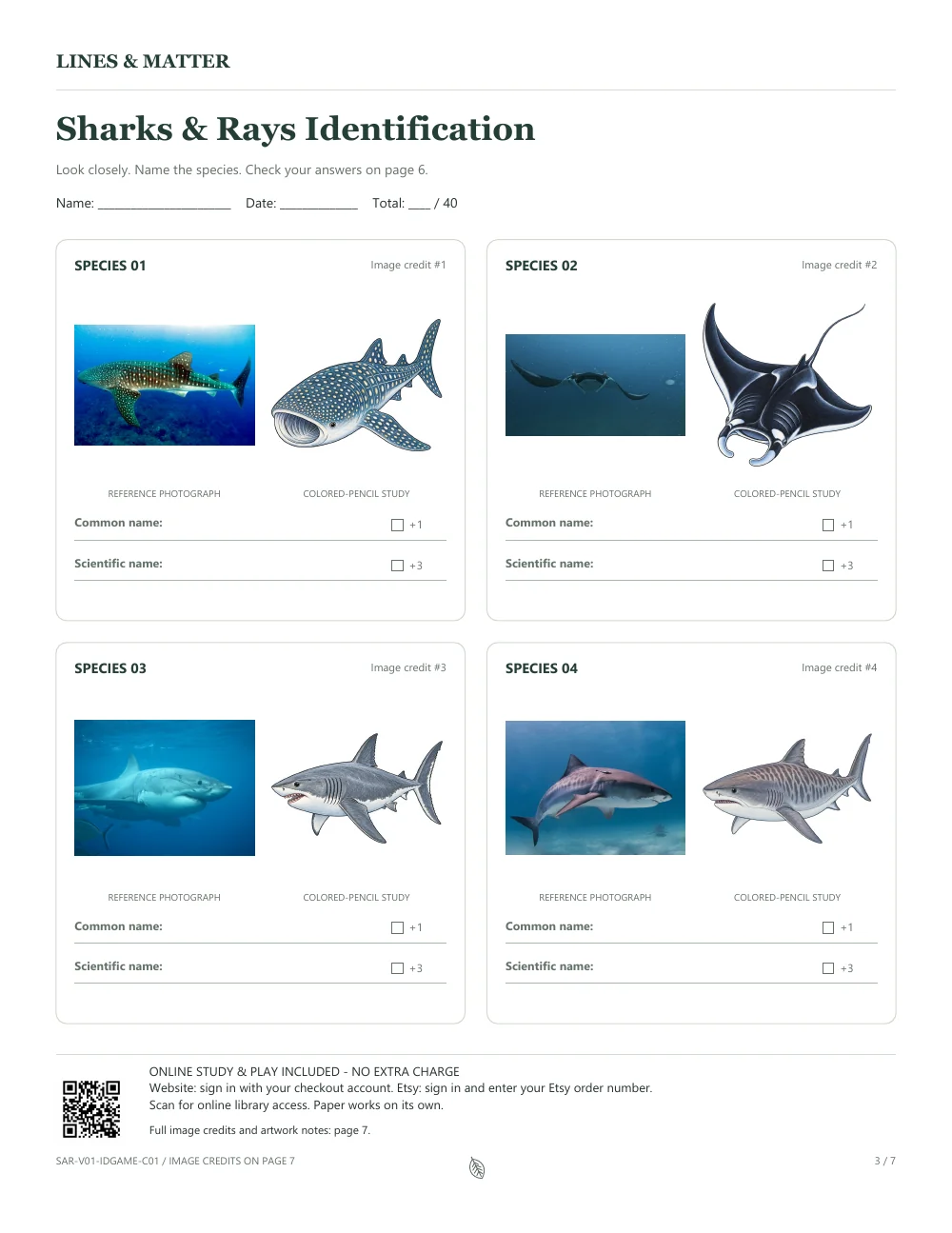 Sharks & Rays worksheet with paired photographs and illustrations of a whale shark, giant oceanic manta ray, great white shark and tiger shark, with spaces to write their names.