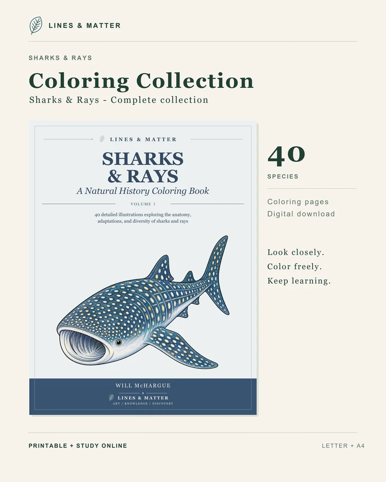Coloring Complete 40 product preview 3