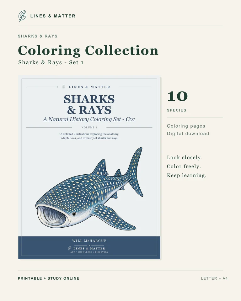 Coloring Pack 01 product preview 3