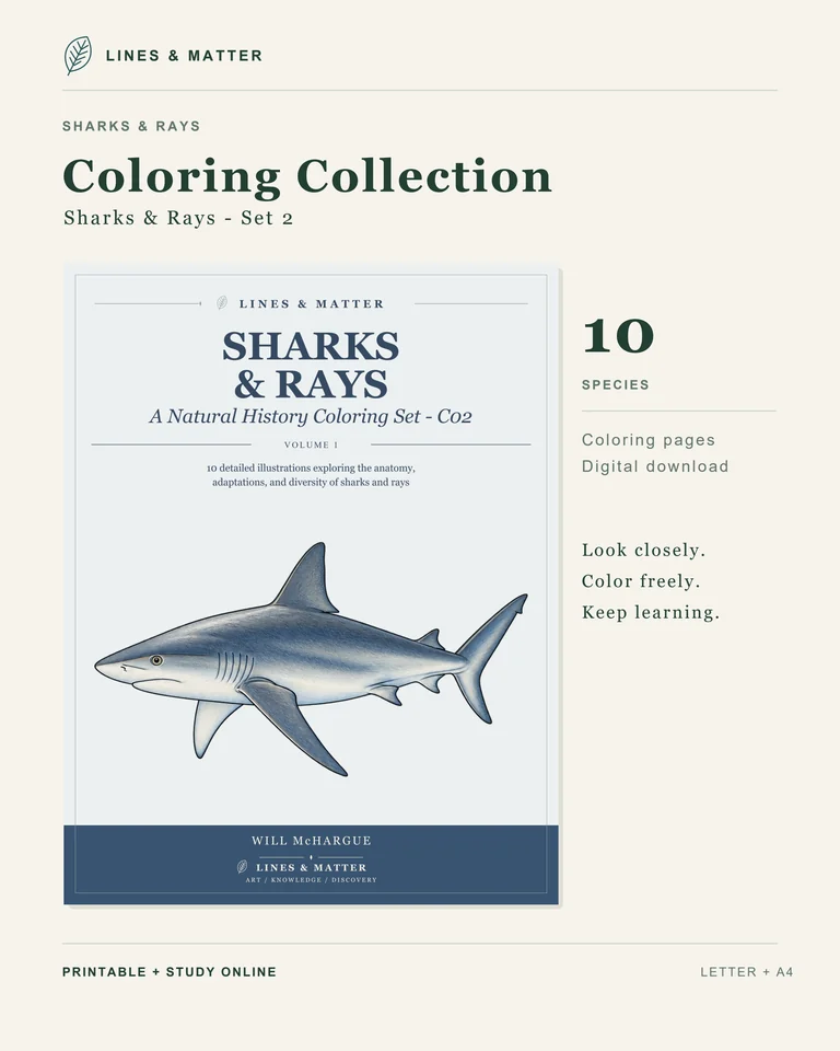 Coloring Pack 02 product preview 3