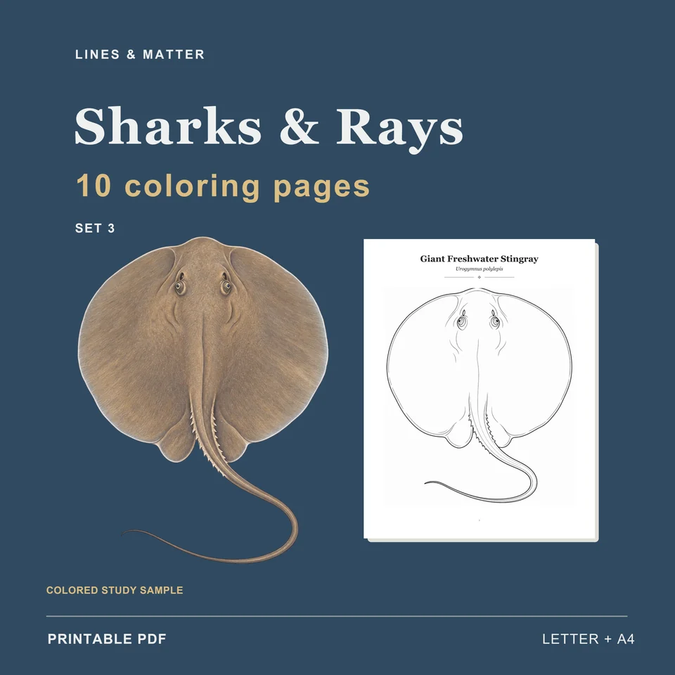 Coloring Pack 03 product preview 1