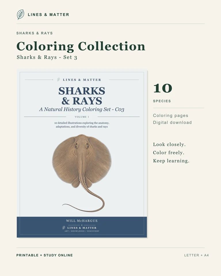 Coloring Pack 03 product preview 3
