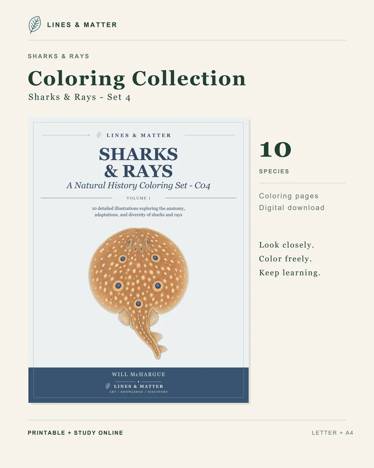 Coloring Pack 04 product preview 3