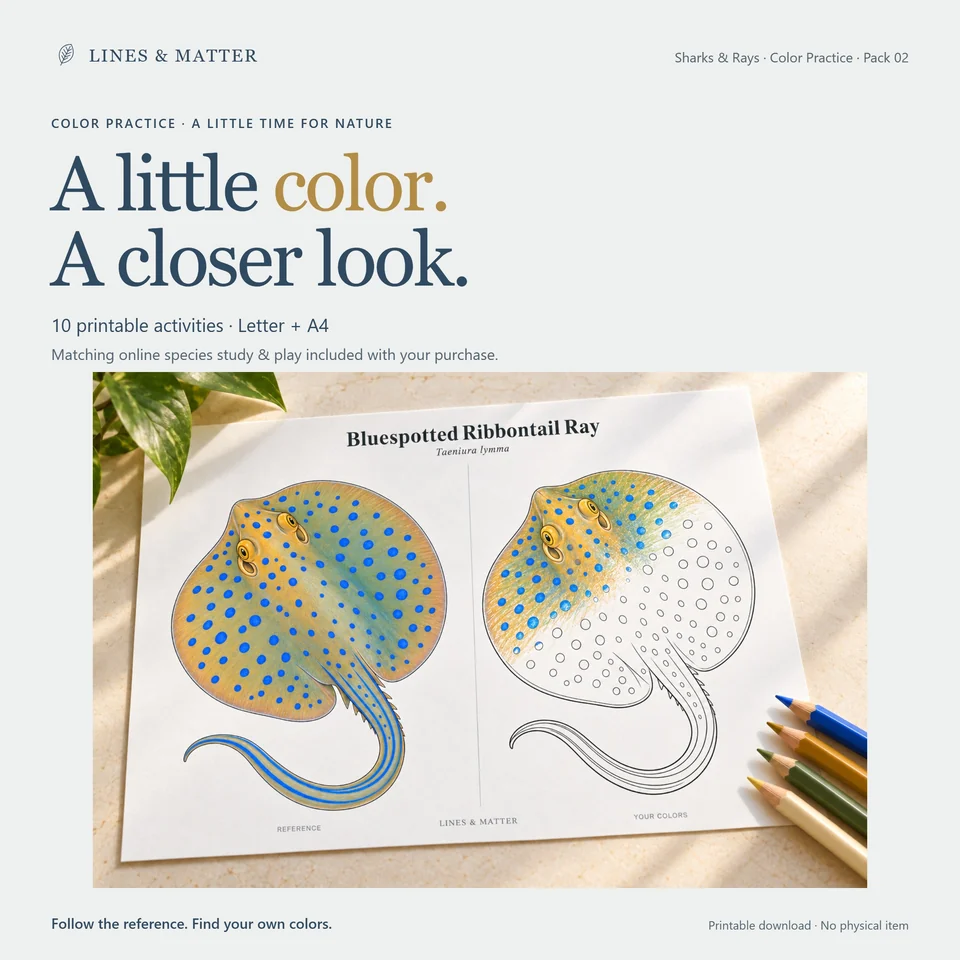 Color Practice Pack 02 product preview 1