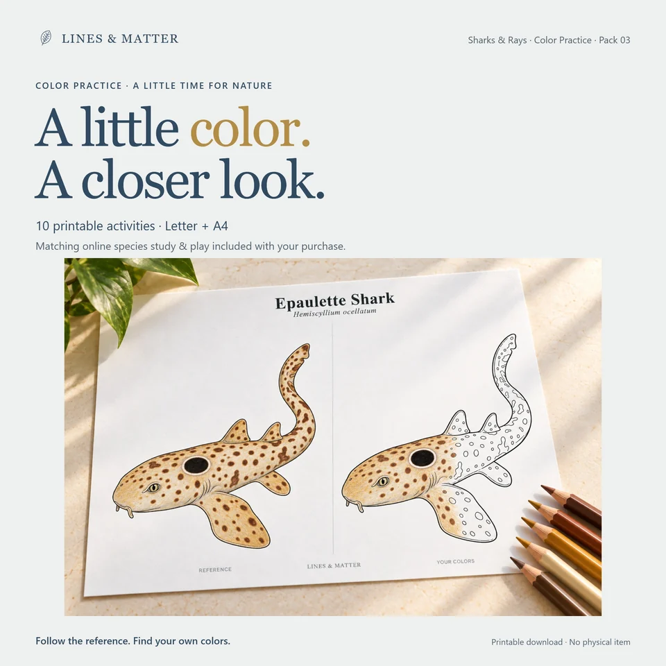Color Practice Pack 03 product preview 1