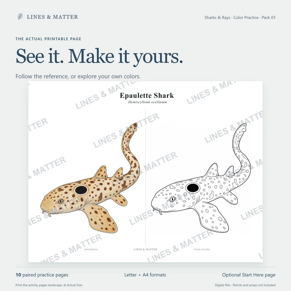 Color Practice Pack 03 product preview 2