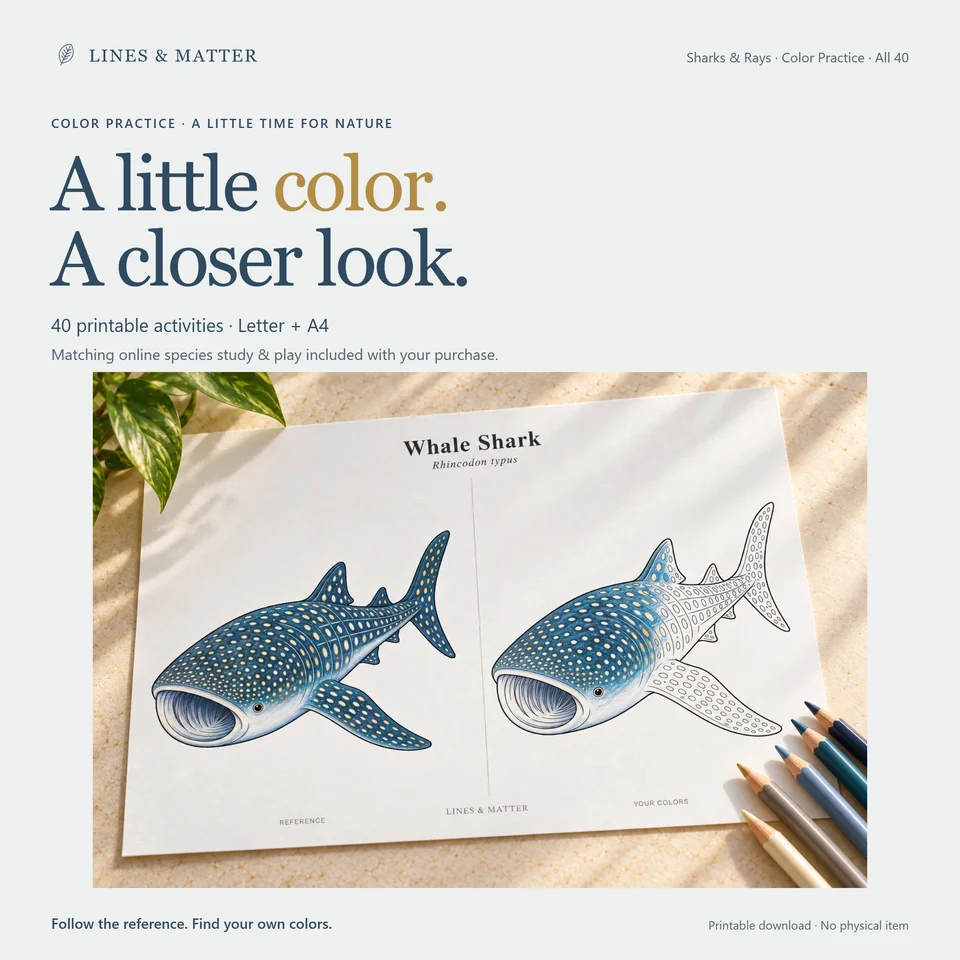 Color Practice Complete 40 product preview 1