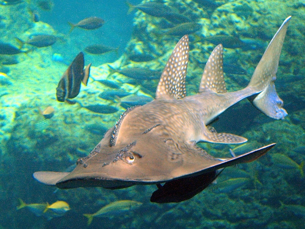Bowmouth Guitarfish - reference photograph