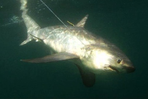 Common Thresher Shark - reference photograph