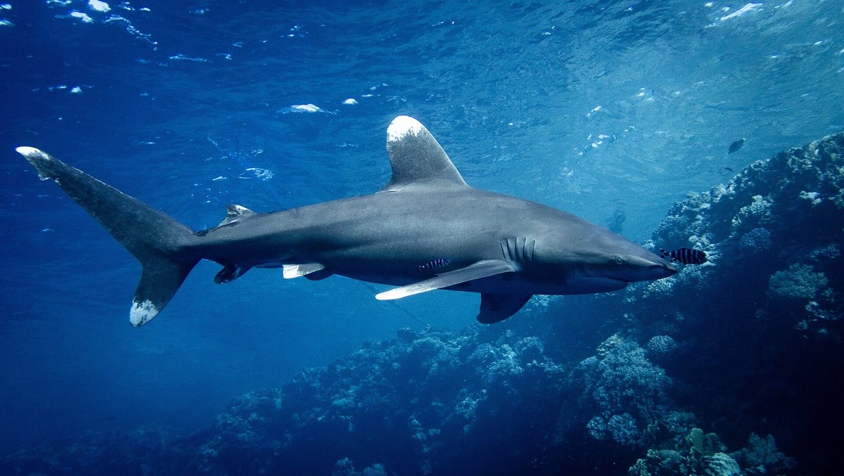 Oceanic Whitetip Shark — reference photograph