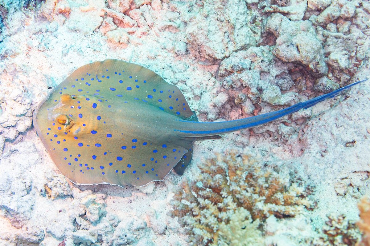 Bluespotted Ribbontail Ray — reference photograph