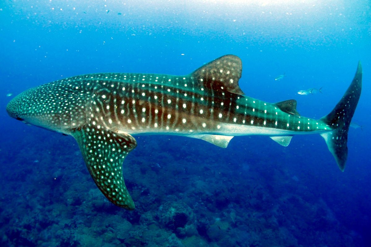 Whale Shark — reference photograph