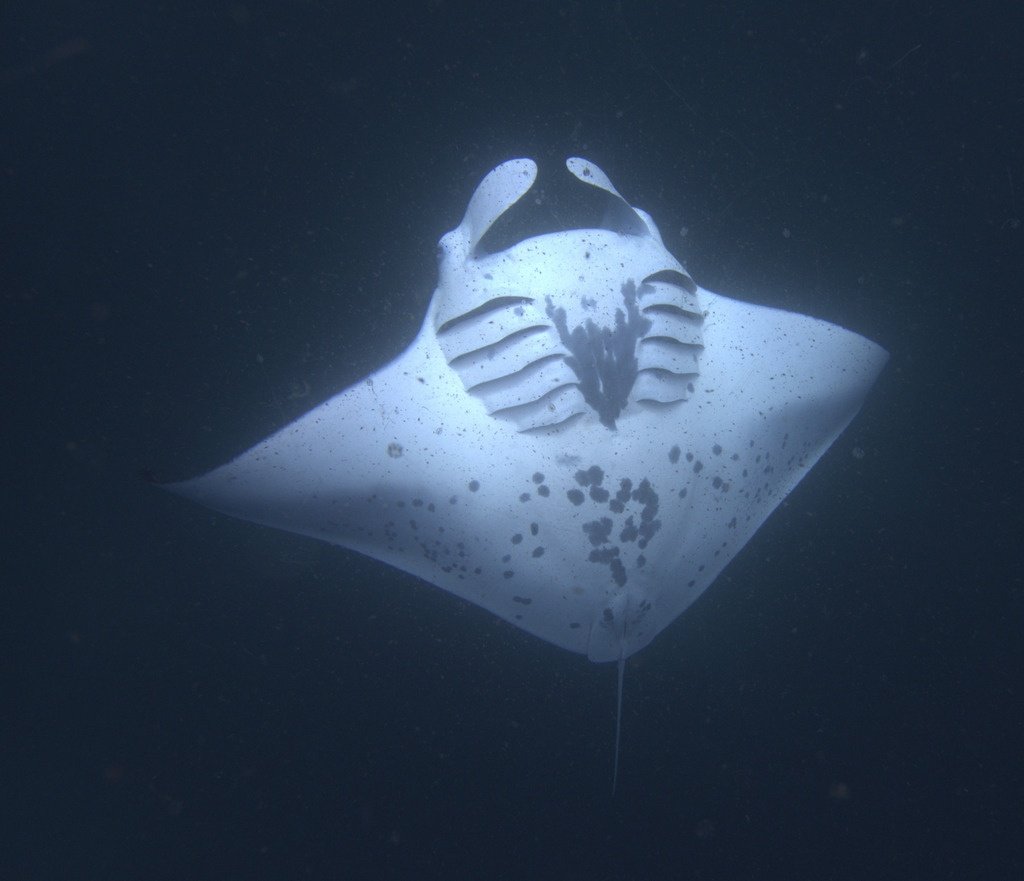 Reef Manta Ray — reference photograph