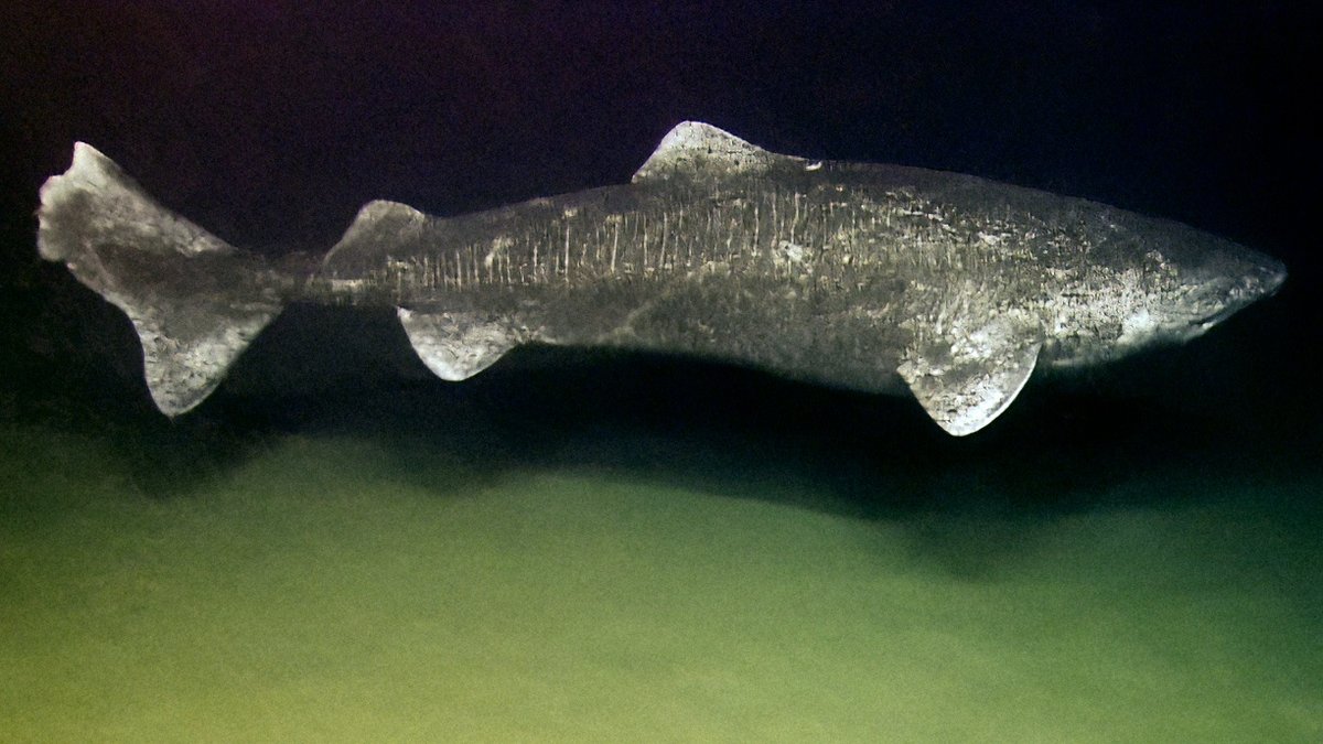 Greenland Shark — reference photograph