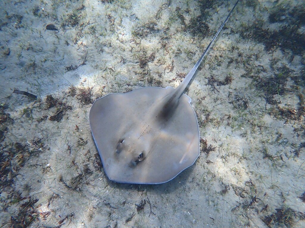 Southern Stingray — reference photograph