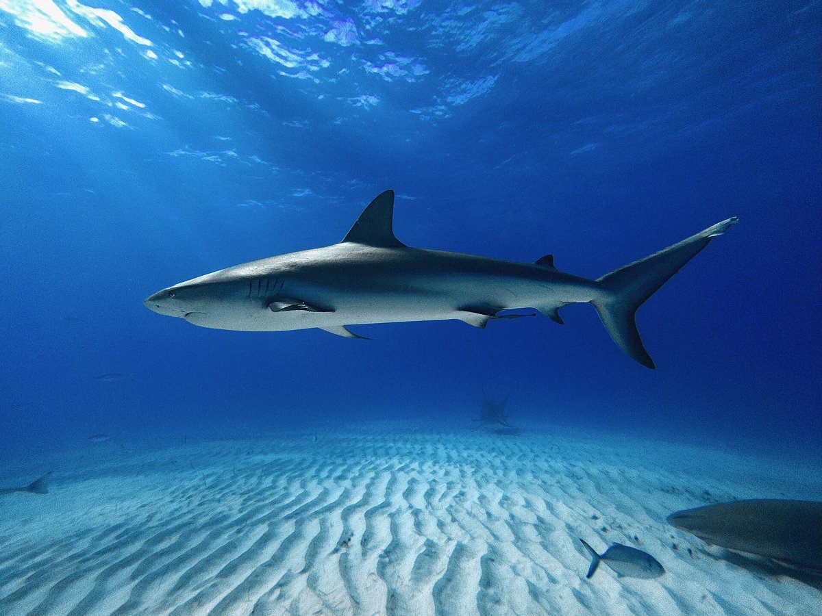 Caribbean Reef Shark — reference photograph
