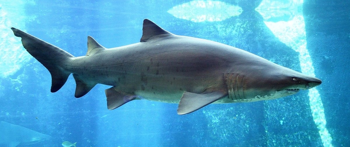 Sand Tiger Shark — reference photograph