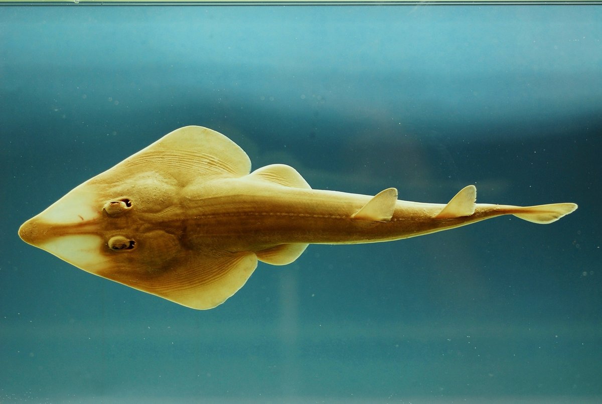 Atlantic Guitarfish — reference photograph