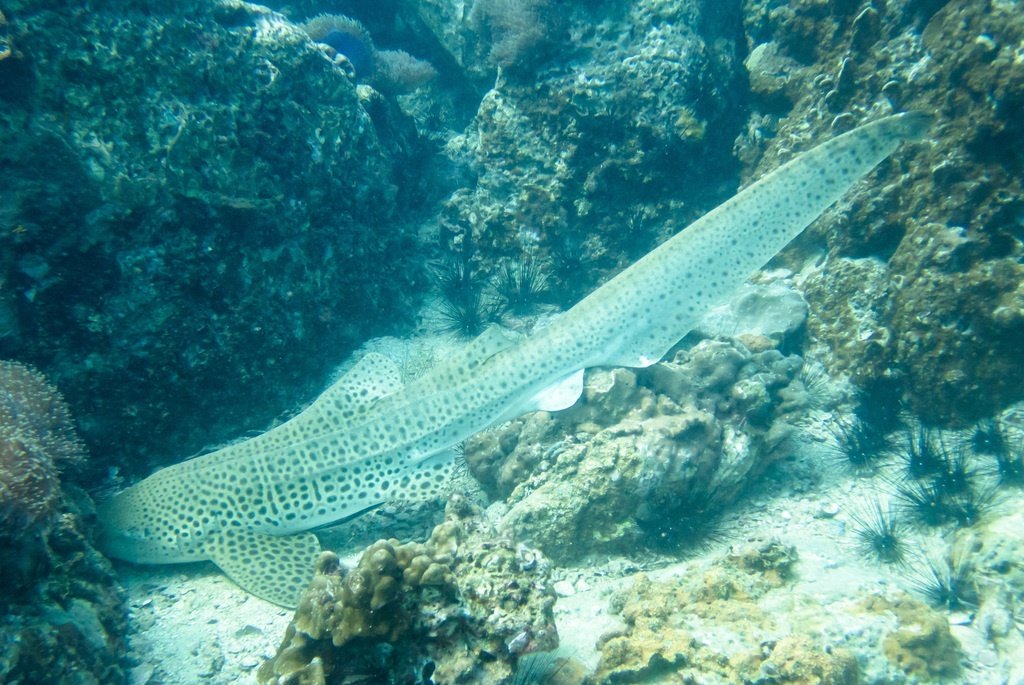 Zebra Shark — reference photograph