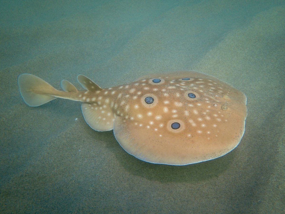 Common Torpedo Ray — reference photograph